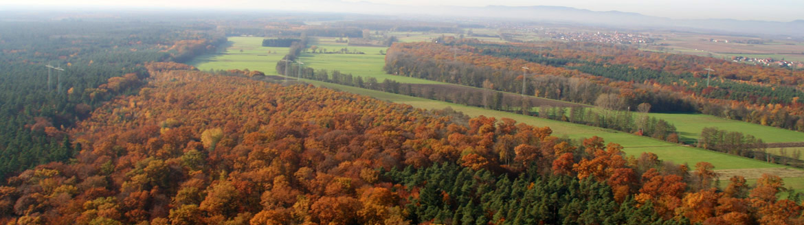 Luftbild Bienwald